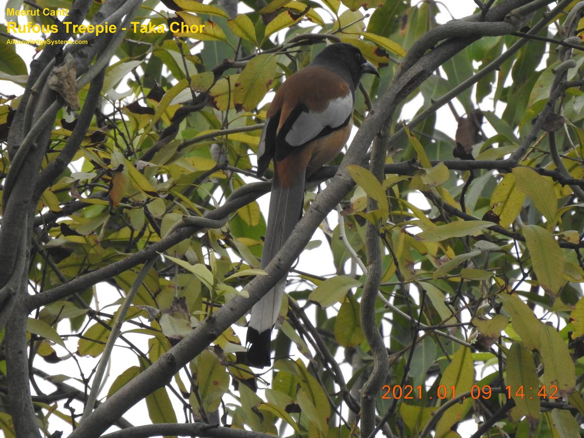 Rufous Treepie (36) Coming Soon